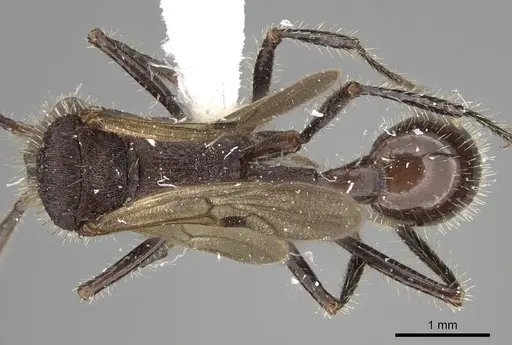 Pogonomyrmex mayri - CASENT0914119