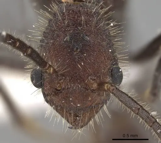 Pogonomyrmex mayri - CASENT0914119