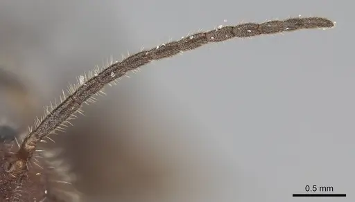 Pogonomyrmex mayri - CASENT0914119