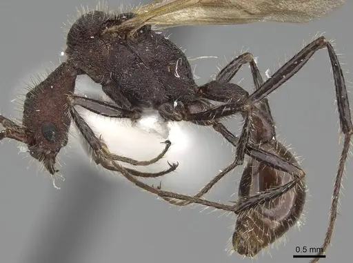Pogonomyrmex mayri - CASENT0914119