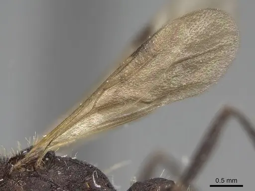 Pogonomyrmex mayri - CASENT0914119