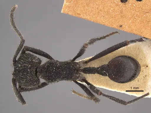 Pogonomyrmex mayri - CASENT0917748