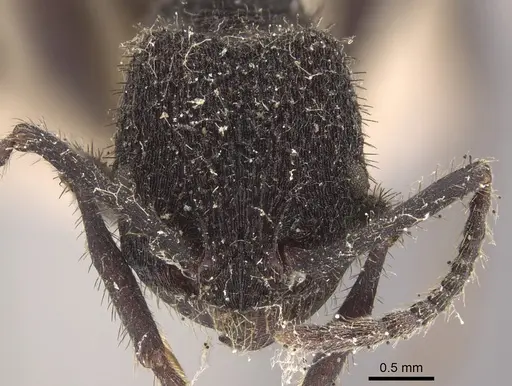 Pogonomyrmex mayri - CASENT0917748