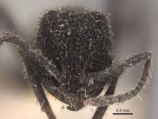 Pogonomyrmex mayri - CASENT0917748