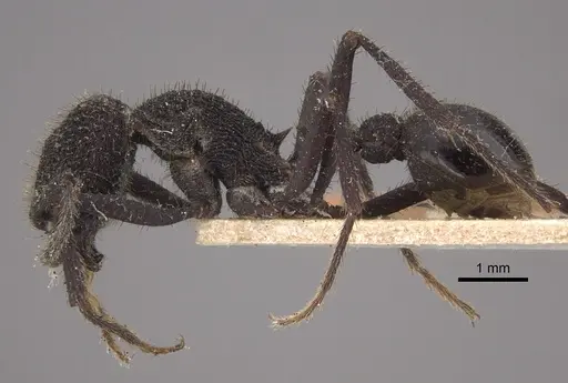 Pogonomyrmex mayri - CASENT0917748