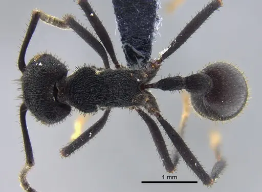 Pogonomyrmex mayri - CBUMAGENT41946