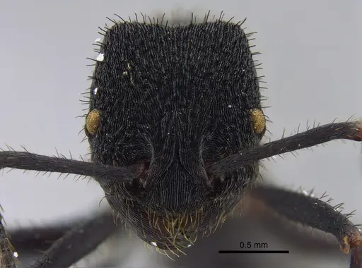 Pogonomyrmex mayri - CBUMAGENT41946