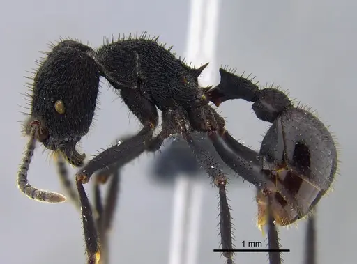 Pogonomyrmex mayri - CBUMAGENT41946