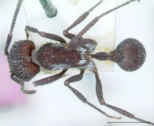 Pogonomyrmex mayri - FOCOL0054