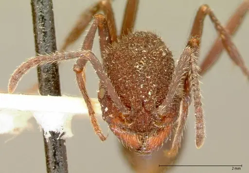 Pogonomyrmex mayri - FOCOL0054