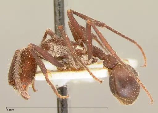 Pogonomyrmex mayri - FOCOL0054