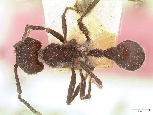 Pogonomyrmex mayri - FOCOL0689
