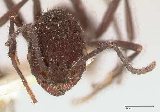 Pogonomyrmex mayri - FOCOL0689