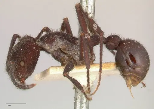 Pogonomyrmex mayri - FOCOL0689