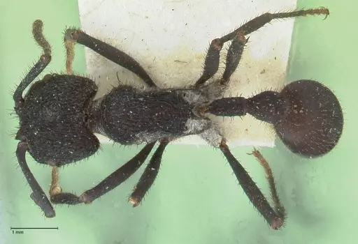 Pogonomyrmex mayri - FOCOL1214