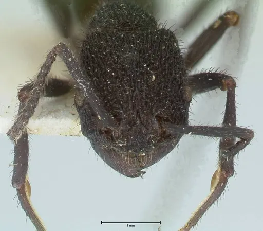 Pogonomyrmex mayri - FOCOL1214