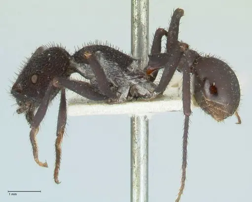 Pogonomyrmex mayri - FOCOL1214