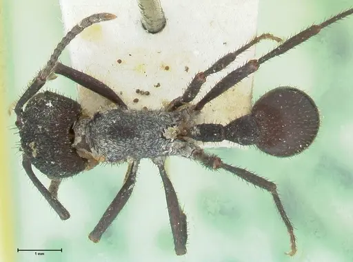 Pogonomyrmex mayri - FOCOL1215