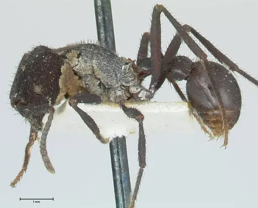 Pogonomyrmex mayri - FOCOL1215