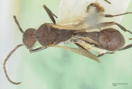 Pogonomyrmex mayri - FOCOL1216