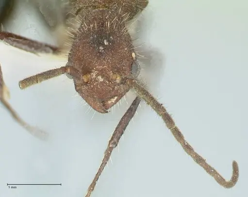 Pogonomyrmex mayri - FOCOL1216