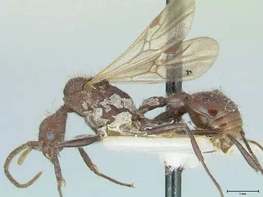 Pogonomyrmex mayri - FOCOL1216