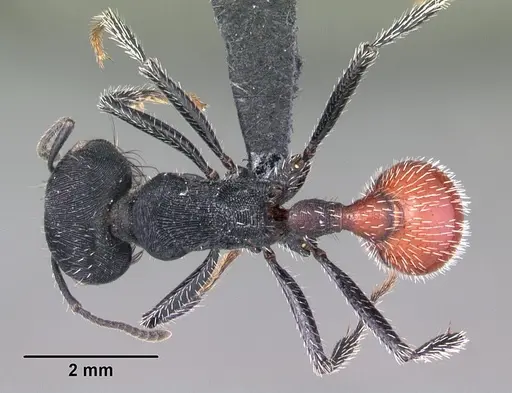 Pogonomyrmex mendozanus specimen