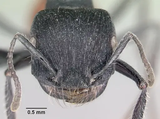 Pogonomyrmex mendozanus specimen