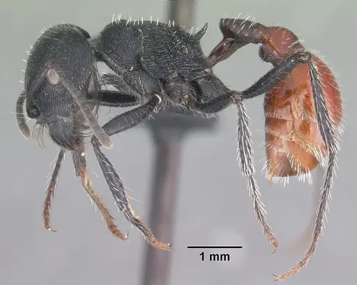 Pogonomyrmex mendozanus specimen