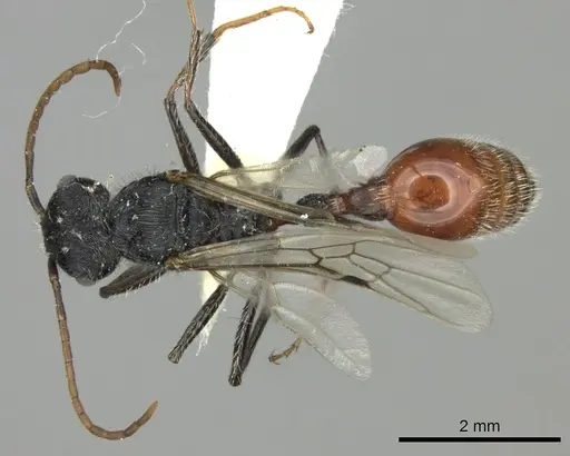 Pogonomyrmex mendozanus - CASENT0235299