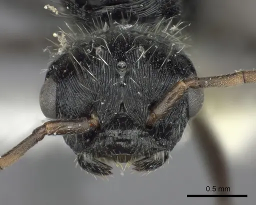 Pogonomyrmex mendozanus - CASENT0235299