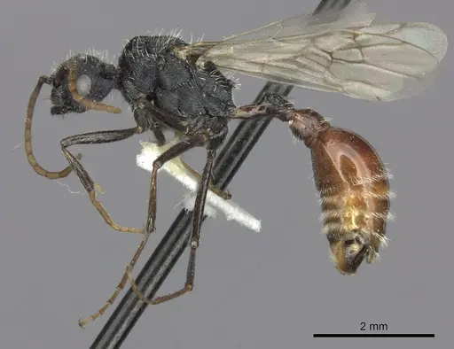 Pogonomyrmex mendozanus - CASENT0235299