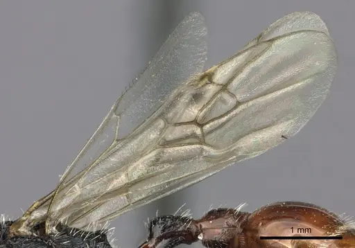 Pogonomyrmex mendozanus - CASENT0235299