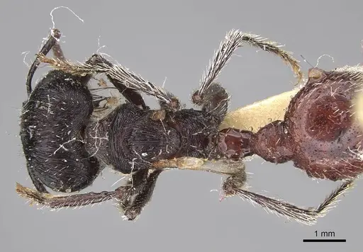 Pogonomyrmex mendozanus - CASENT0914120