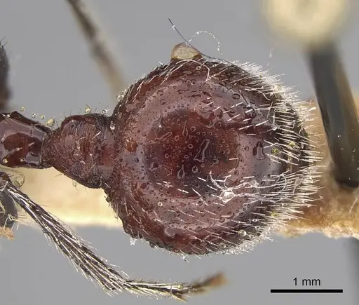 Pogonomyrmex mendozanus - CASENT0914120