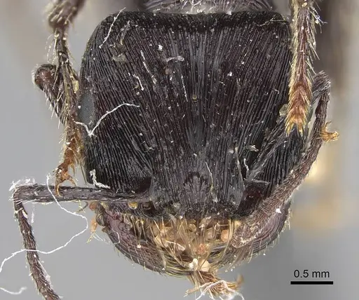 Pogonomyrmex mendozanus - CASENT0914120