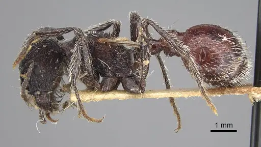 Pogonomyrmex mendozanus - CASENT0914120