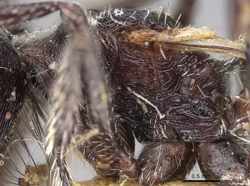 Pogonomyrmex mendozanus - CASENT0914120