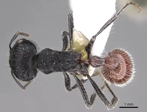 Pogonomyrmex mendozanus - CASENT0914385