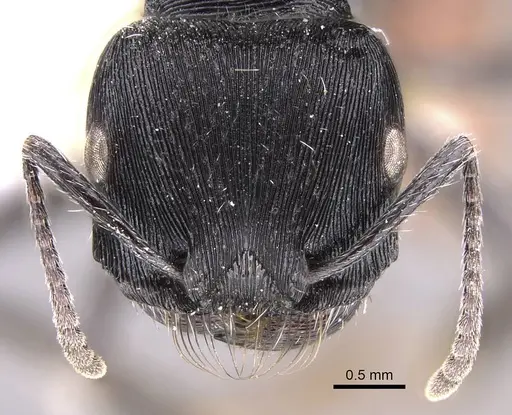 Pogonomyrmex mendozanus - CASENT0914385
