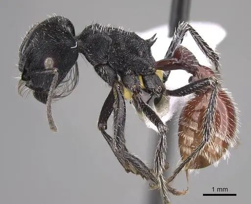 Pogonomyrmex mendozanus - CASENT0914385