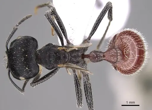 Pogonomyrmex mendozanus - CASENT0914403