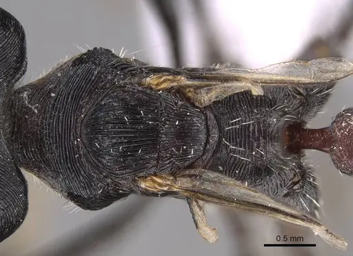 Pogonomyrmex mendozanus - CASENT0914403