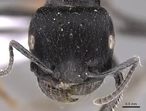 Pogonomyrmex mendozanus - CASENT0914403