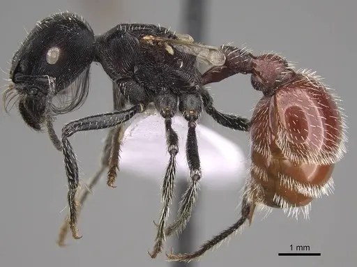 Pogonomyrmex mendozanus - CASENT0914403