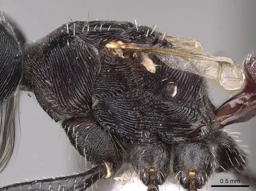 Pogonomyrmex mendozanus - CASENT0914403