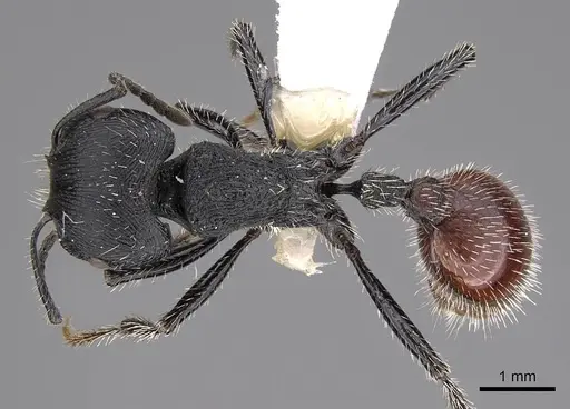 Pogonomyrmex meridionalis specimen