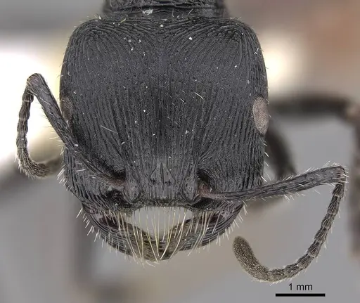 Pogonomyrmex meridionalis specimen