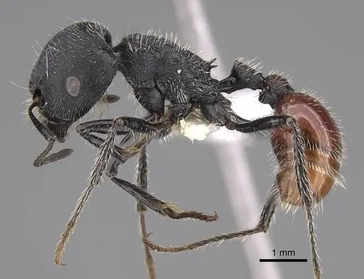 Pogonomyrmex meridionalis specimen