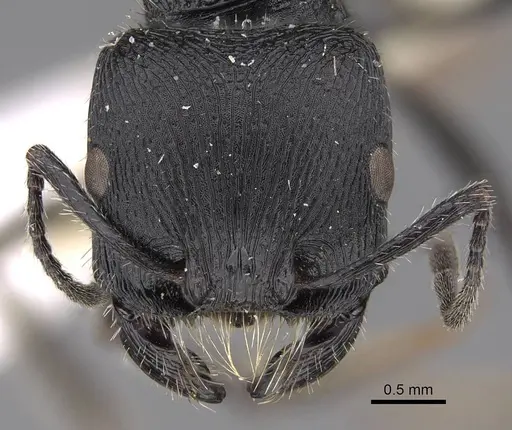 Pogonomyrmex meridionalis - CASENT0914368